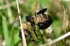 Cuterebra abdominalis