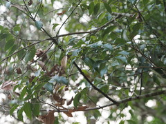 Cinnamomum osmophloeum