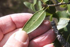 Quercus wislizeni frutescens