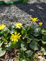 Ficaria verna