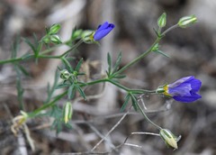 Giliastrum rigidulum