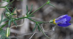 Giliastrum rigidulum