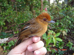 Thamnophilus aethiops