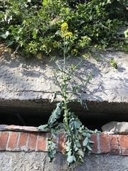 Brassica napus