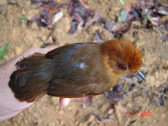 Thamnophilus aethiops