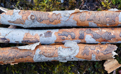 Diatrype decorticata