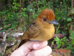Thamnophilus aethiops