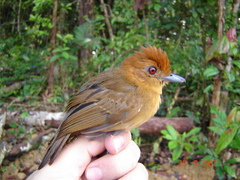 Thamnophilus aethiops