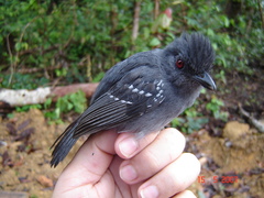 Thamnophilus aethiops