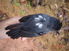 Thamnophilus aethiops