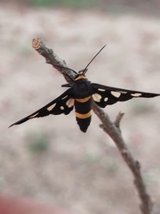 Syntomini