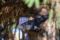 Columba livia domestica
