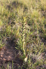 Satyrium parviflorum