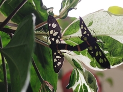 Syntomini