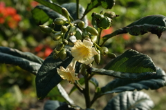 Cordia fitchii