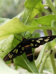 Syntomini