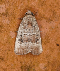 Elaphria fuscimacula