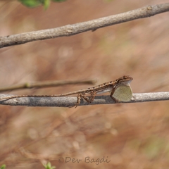 Spiny-Headed Fan-Throated Lizard photo 5