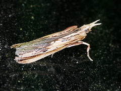 Ancylostomia stercorea