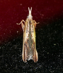 Ancylostomia stercorea