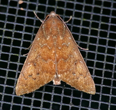 Anomis illita