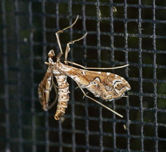 Lineodes vulnifica