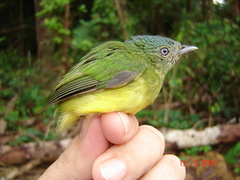 Lepidothrix nattereri