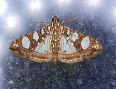 Glyphodes sibillalis