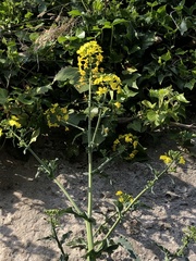 Brassica napus