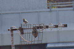 Parus major