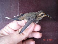 Phaethornis rupurumii