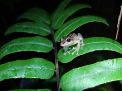 Pristimantis permixtus