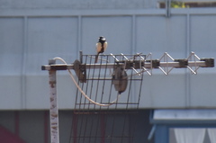 Parus major