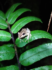 Pristimantis permixtus