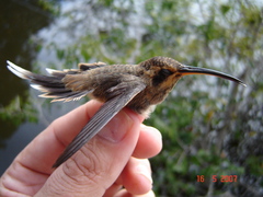 Phaethornis rupurumii