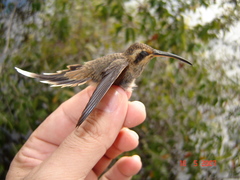 Phaethornis rupurumii