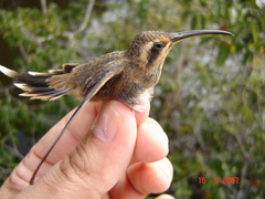 Phaethornis rupurumii