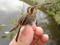 Phaethornis rupurumii