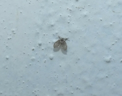 Clogmia albipunctata