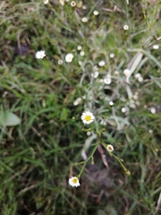 Symphyotrichum expansum