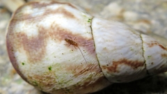 Heteromurinae