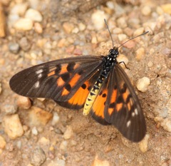 Acraea pharsalus