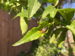 Podabrus pruinosus