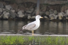 Larus michahellis