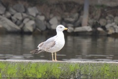 Larus michahellis