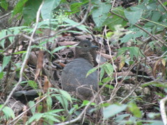 Crypturellus undulatus