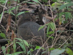 Crypturellus undulatus