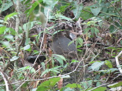 Crypturellus undulatus