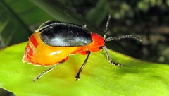 Coelomera lanio