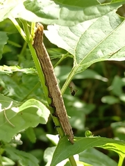 Thyas coronata